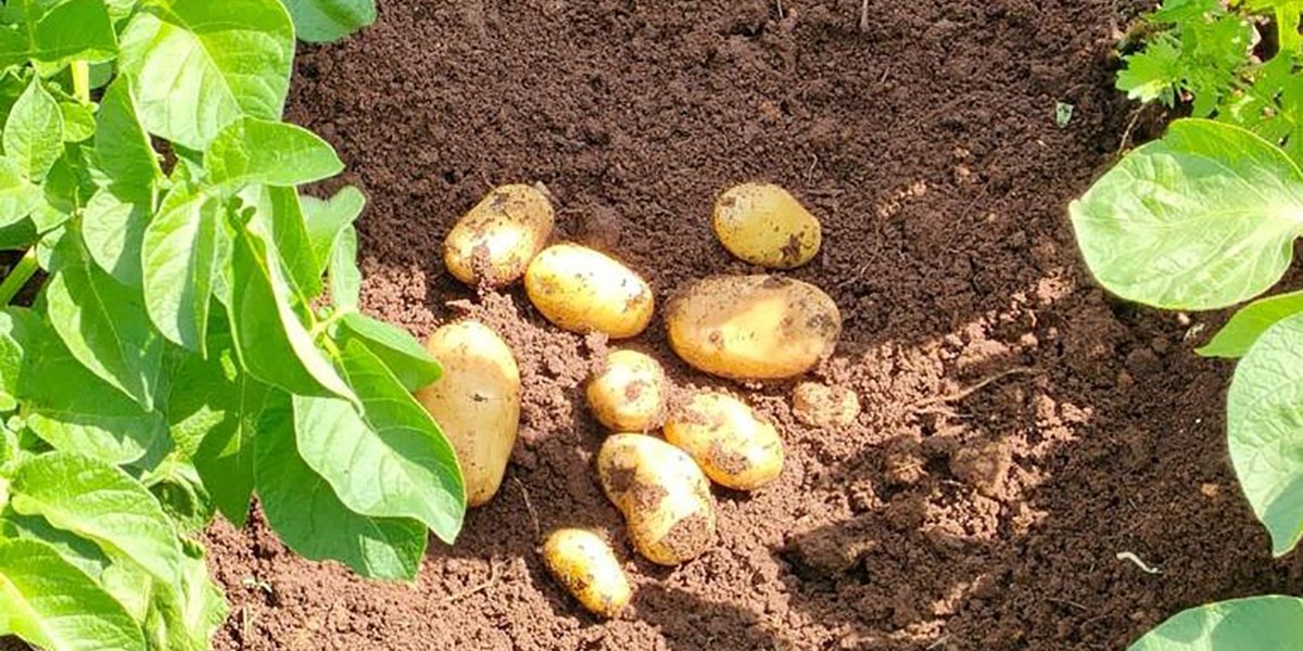 Emilia-Romagna, fissato a 50 centesimi il prezzo delle patate